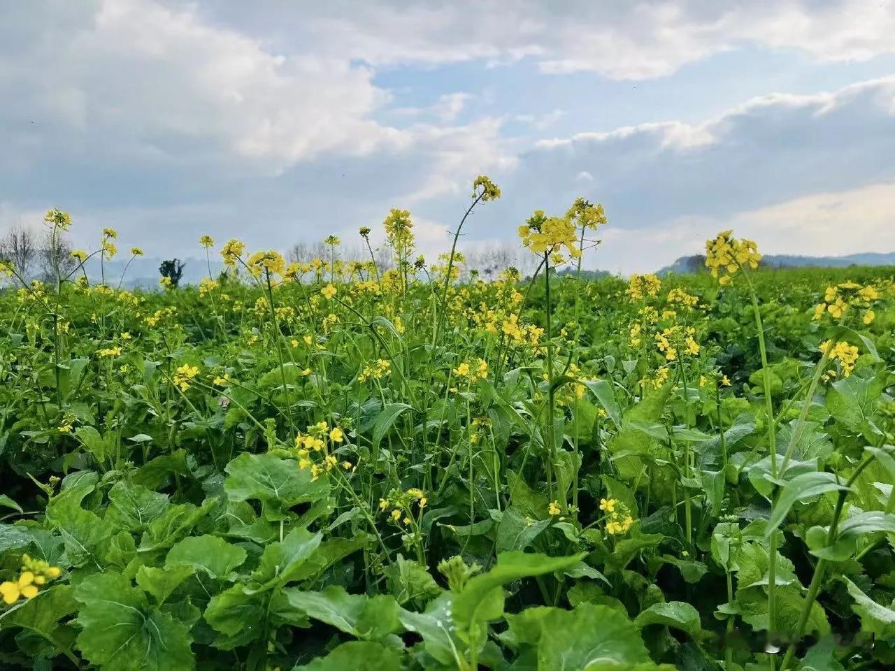 重庆踏青赏花好去处，广阳岛的油菜花开了！

春和景明，南岸广阳岛的油菜花已经陆续