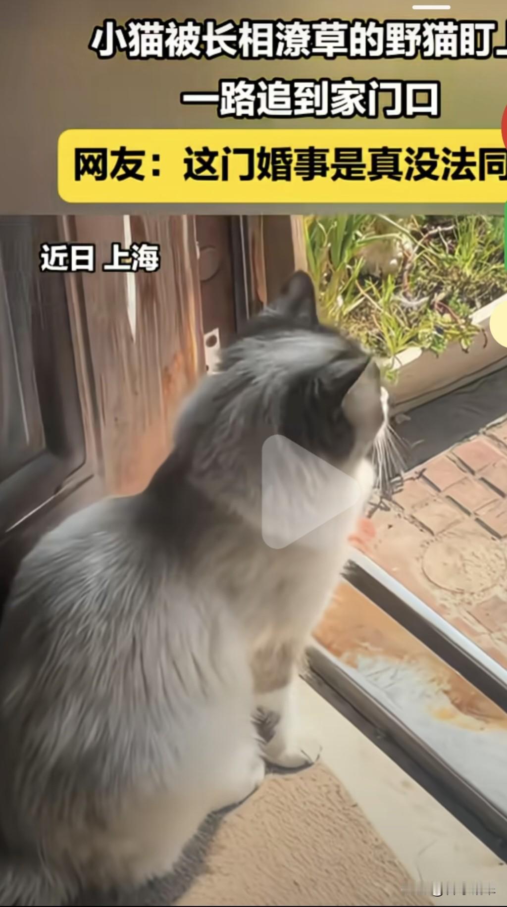 真是笑不活了，上海一女子养了一只有着柔顺毛发，大大的眼睛如晶翠的水晶的布偶猫，对