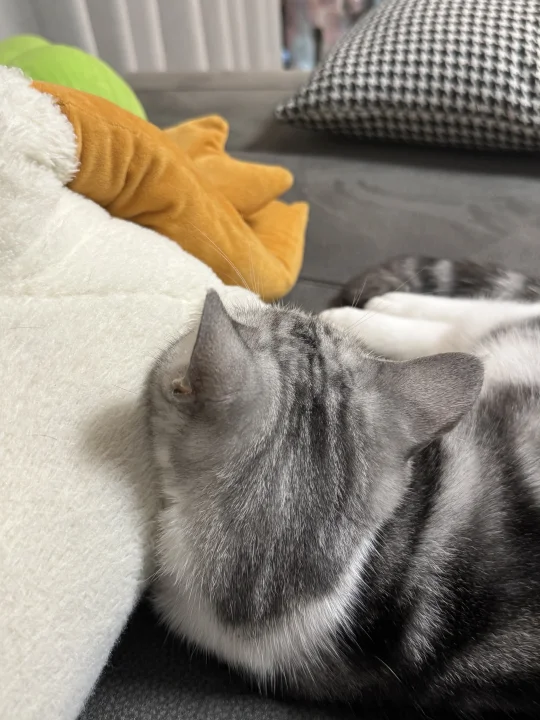 小猫我呀 睡觉喜欢有枕头