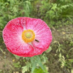 月影绕风人自由