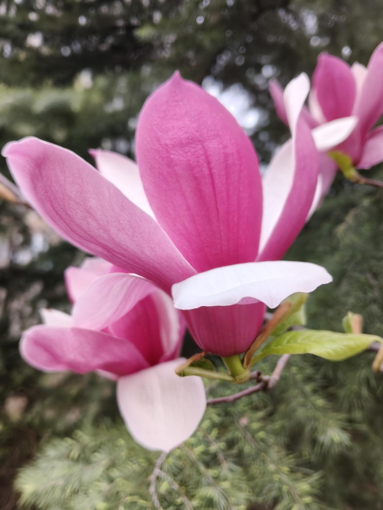 今年春天最想实现的心愿减肥，变美