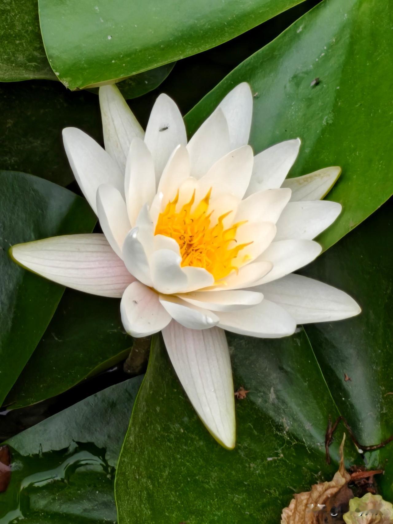 夏日池塘，香睡莲是藏在碧波间清雅诗行，以素容与甜香，晕开一整个季节的温柔。
从暮