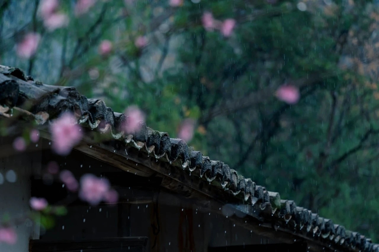 雨过林庭递清香，叶色常绿醉芬芳。 ​​​