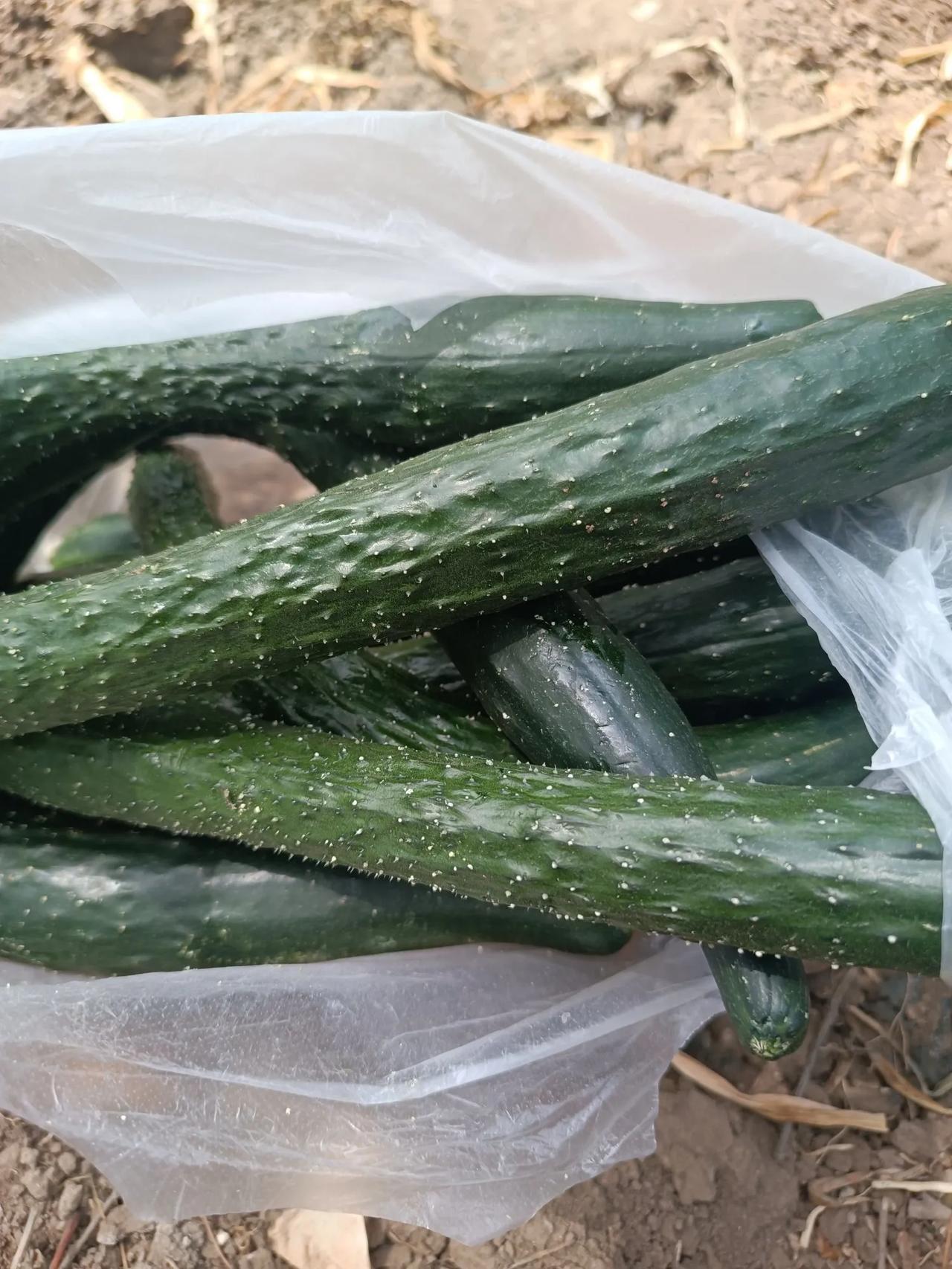 从天亮忙到现在，总算把小菜园浇了一遍。
最近一直干旱无雨，庄稼几乎旱死了。小菜园