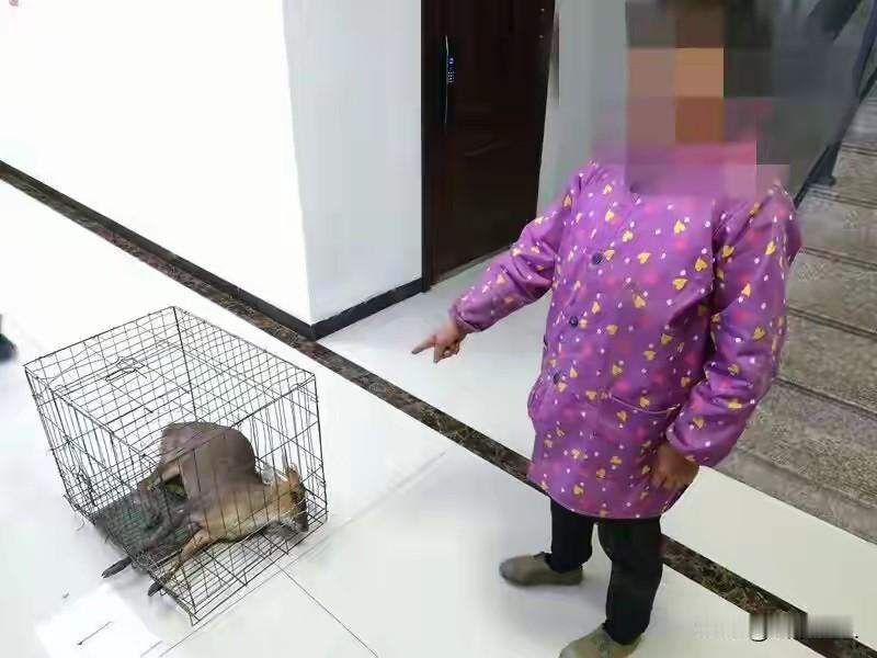 台州女子山上布下"死亡陷阱"！夹死黄麂后刑拘，人性的贪婪比铁夹更冷！
 
台州女