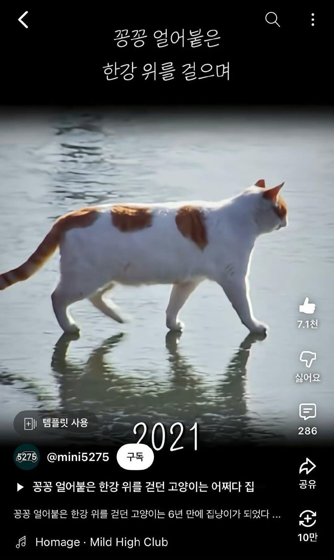 汉江猫现状很火的汉江猫被领养了，现在变得圆嘟嘟的了，被养的很好[打call][打