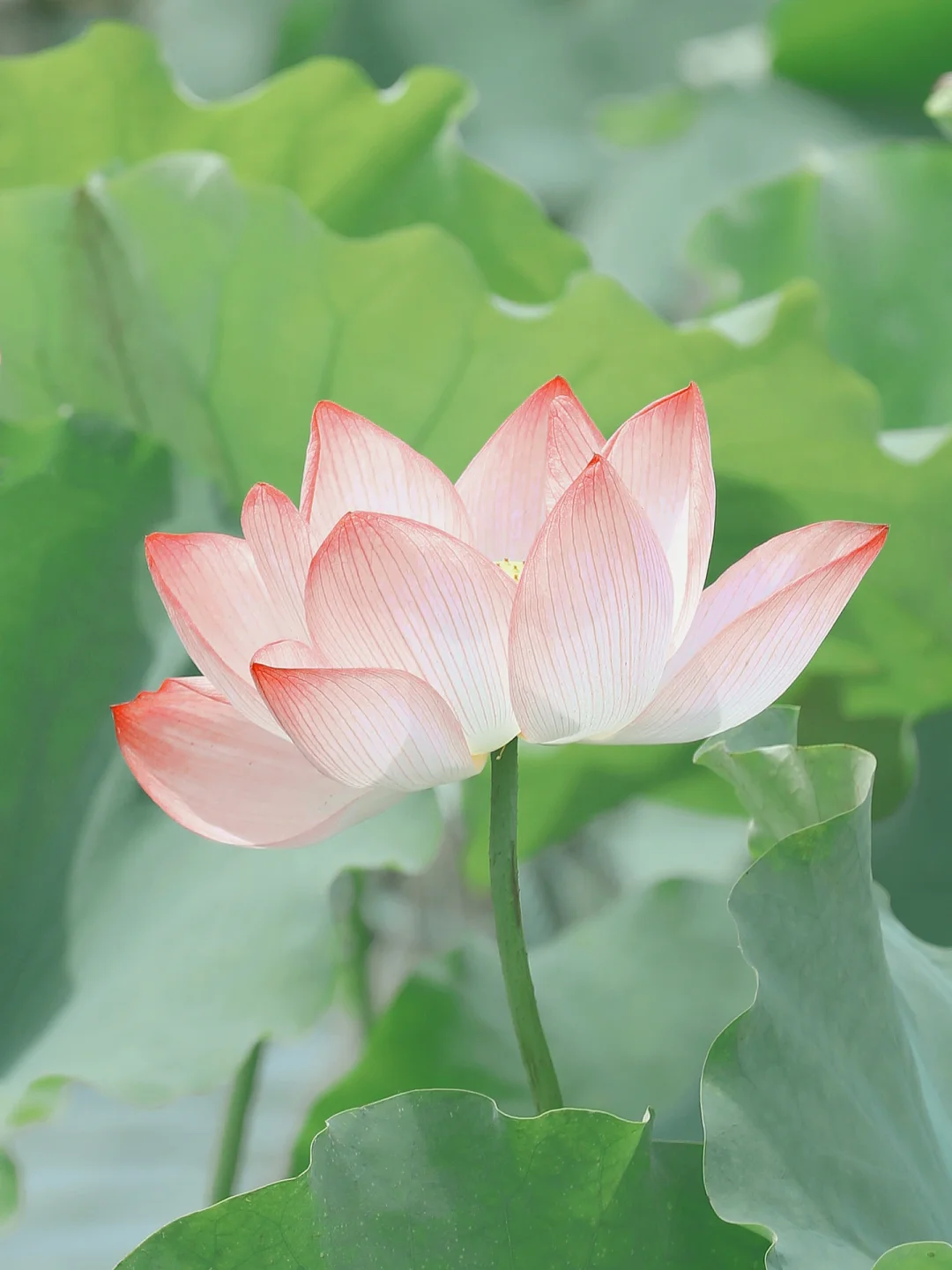 都去给我用这个夏日荷花滤镜‼️赞爆朋友圈💥