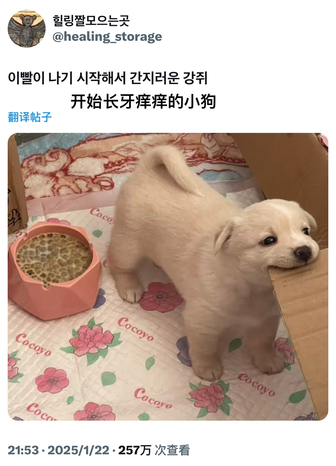 推热转：因为长牙而痒痒的小狗勾૮₍  •̀ᴥ•́₎აTwi：healing_st