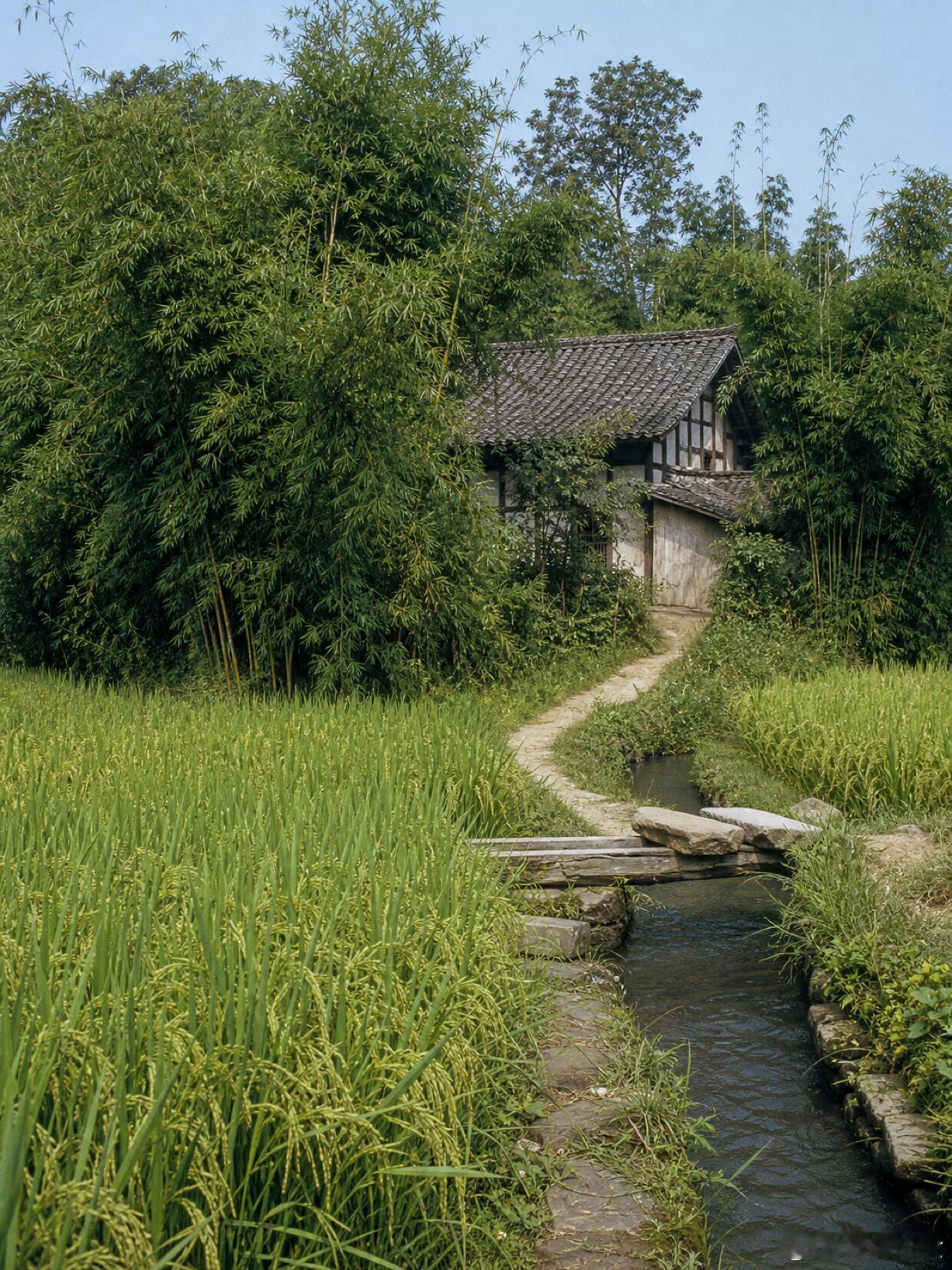 父辈川西农家，住的不是一座院而是一整片林|||跨过一座窄桥，路先钻进竹林，再把人