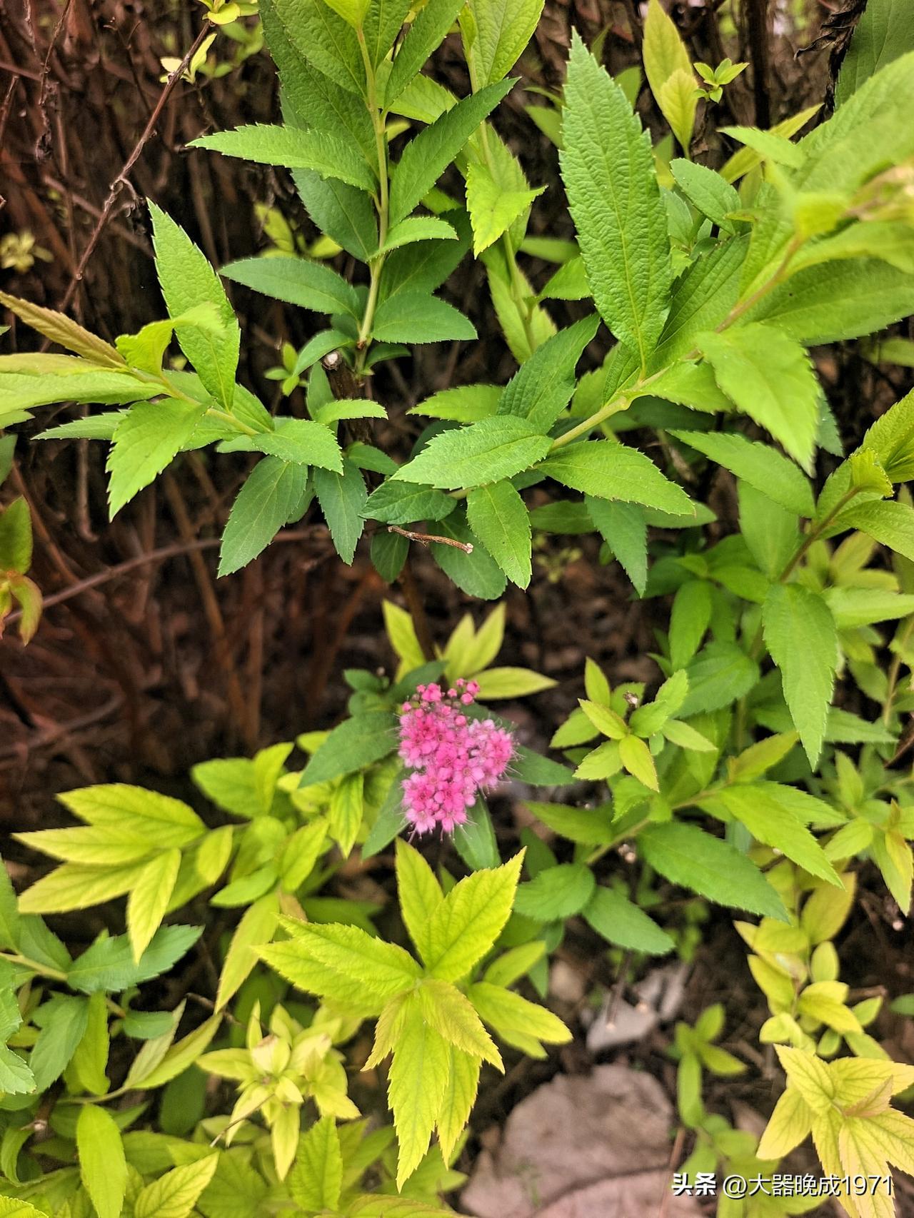 百花凋谢落芳华

绣线菊开独自嘉

休把繁花比作我

甘当绿叶伴朝霞

坚持终生