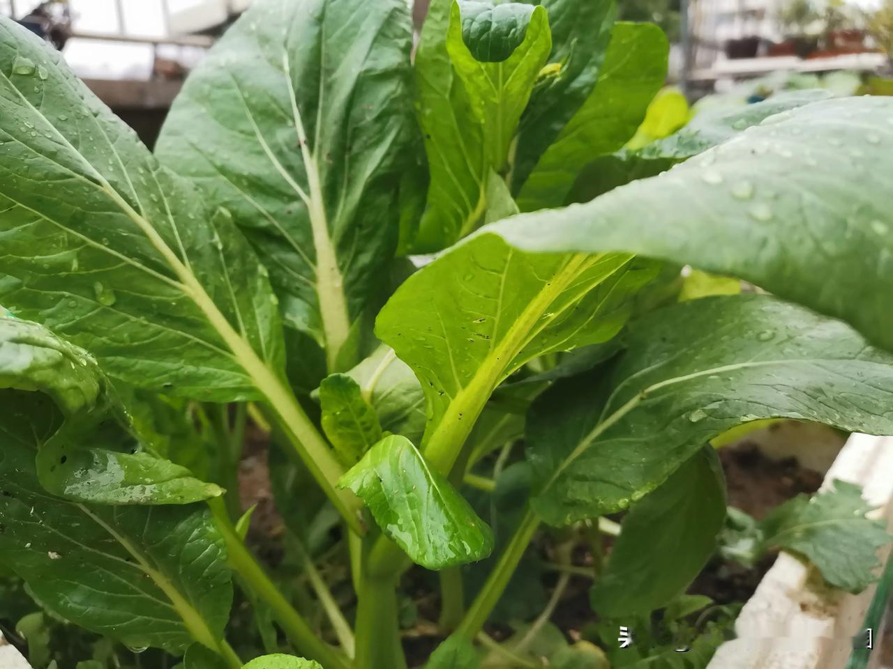 #丰收中国#你可以叫出它们的名字吗？大姐姐家楼顶菜园秋季瓜果蔬菜大聚会，快来围观