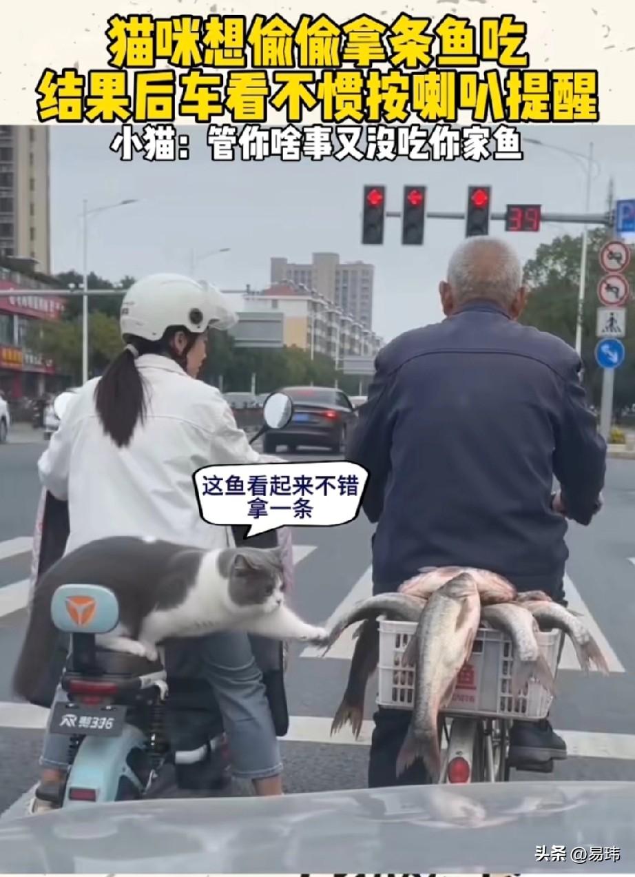 太搞笑了！这天一位小姐姐骑着电动车带着自己的猫咪去公园玩，当行驶到一个红绿灯路口