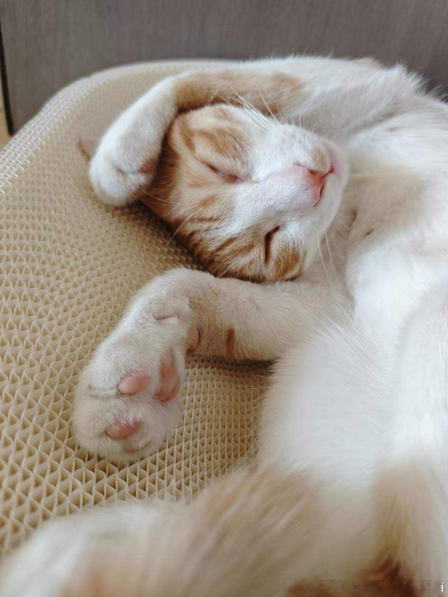 49788【丑猫】一般都是这种姿势才是真的睡了 