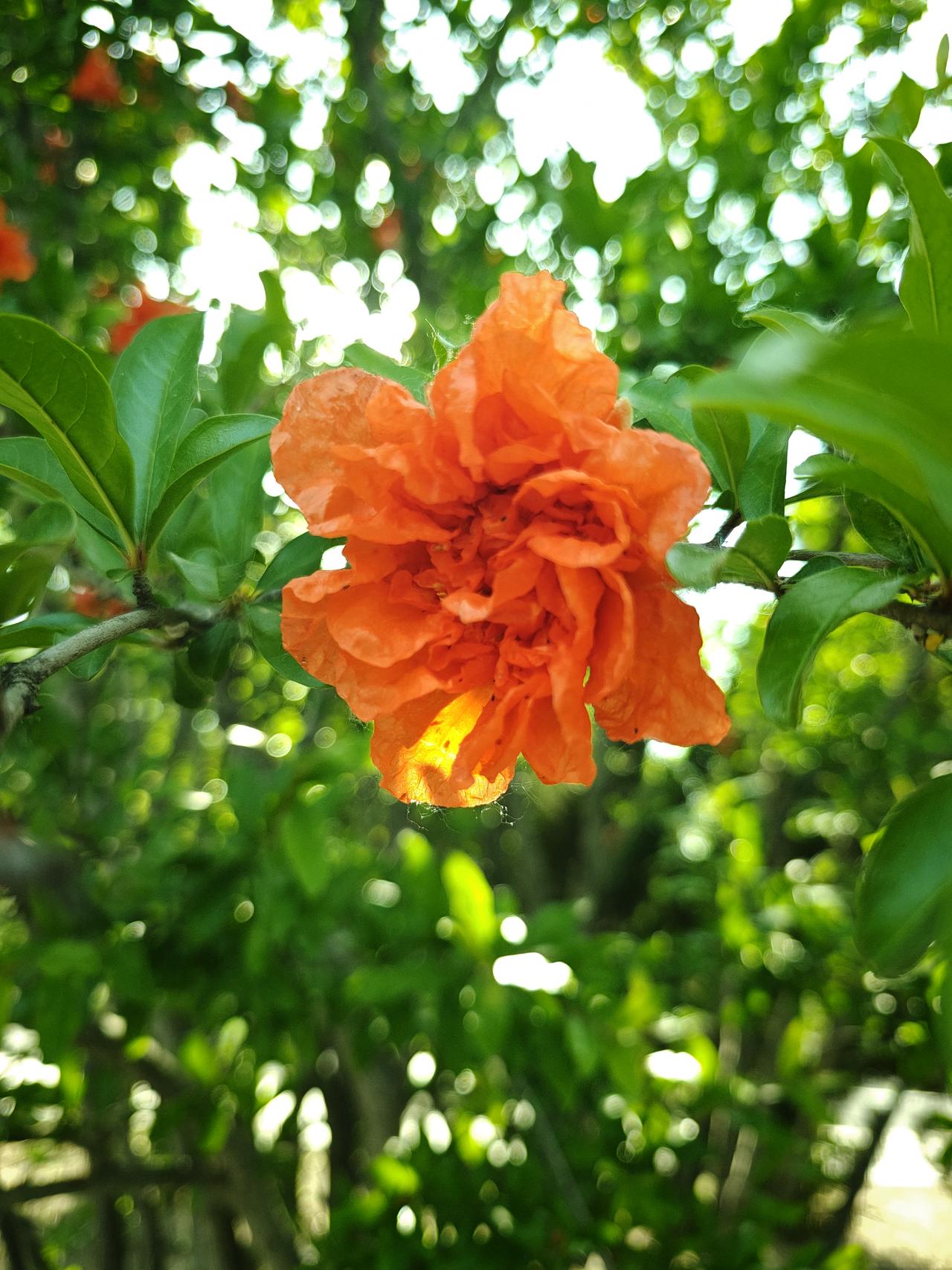 我们是五月的花海，石榴花盛开了