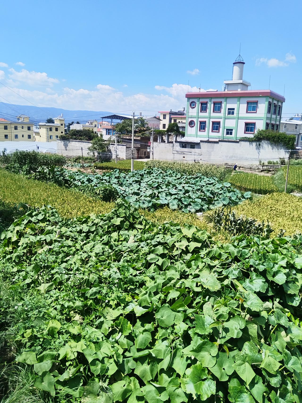 老家的田园风光