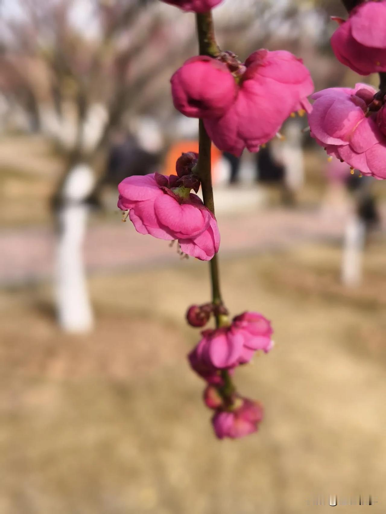 看不少友友都在晒梅花，下午太阳晴好，也想着去附近的公园里看看梅花。

不大不小的