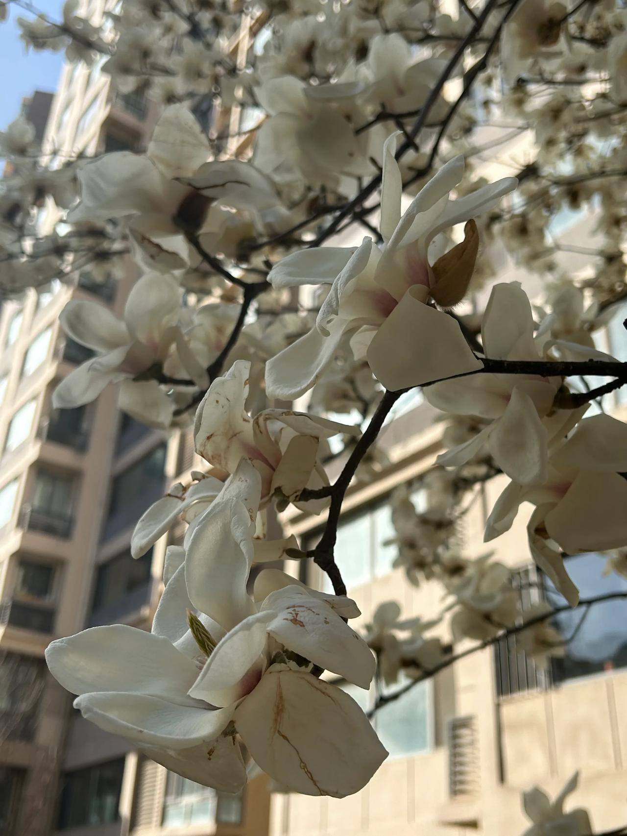 又是一年春

玉兰花开正艳