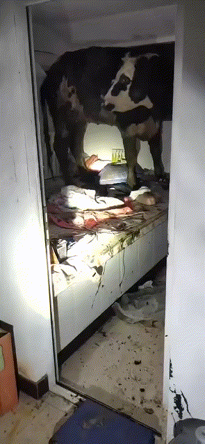 它上炕了怎么办啊[what][what][what]是哭还是笑[笑哭][笑哭][