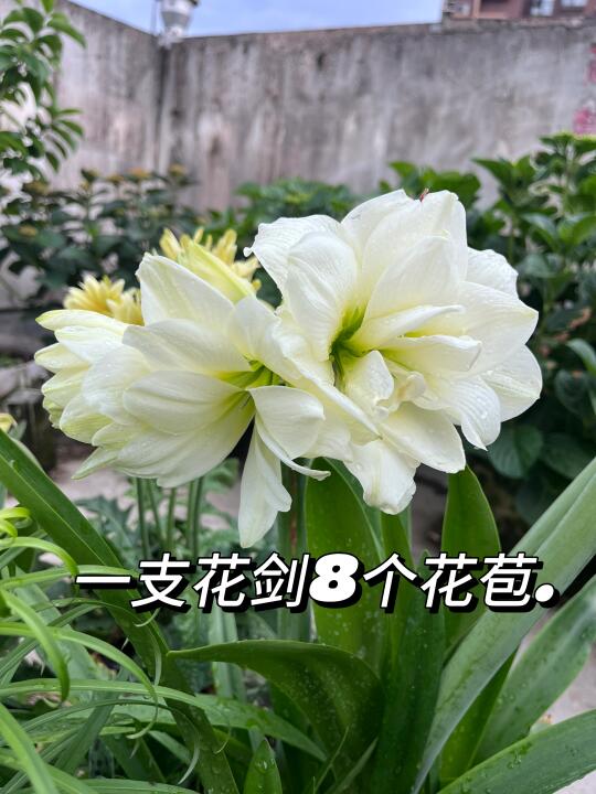 你们的阿弗雷开了吗