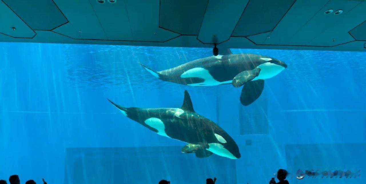 春去春回来
花谢花会再开
只要你愿意
只要你愿意
让梦划向你心海