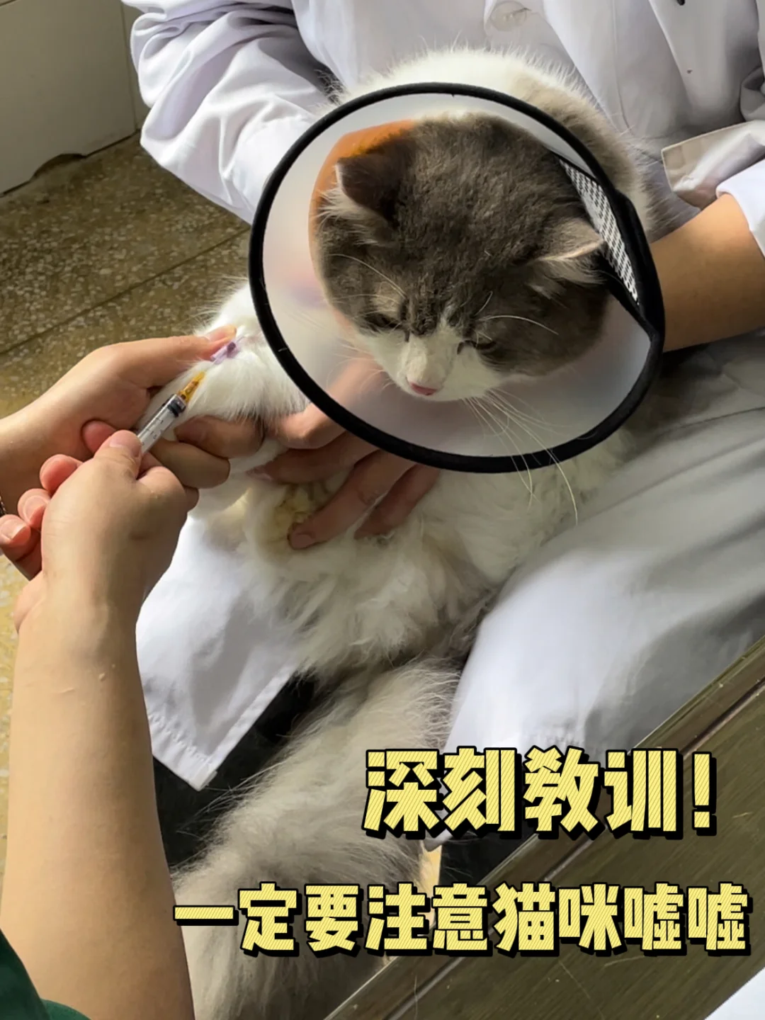 ⚠️深刻教训！猫咪的唏嘘一定要注意