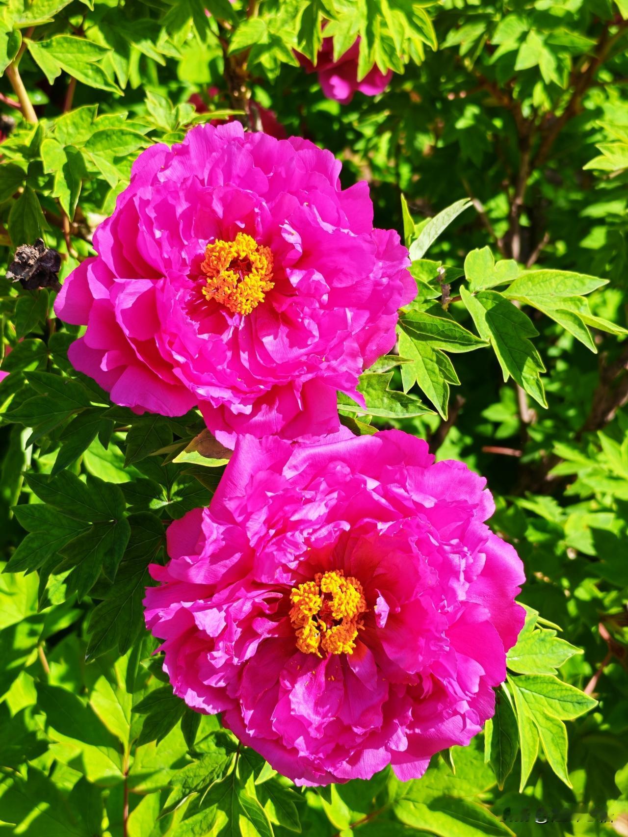 牡丹花开艳阳天，芳菲满目映人间。