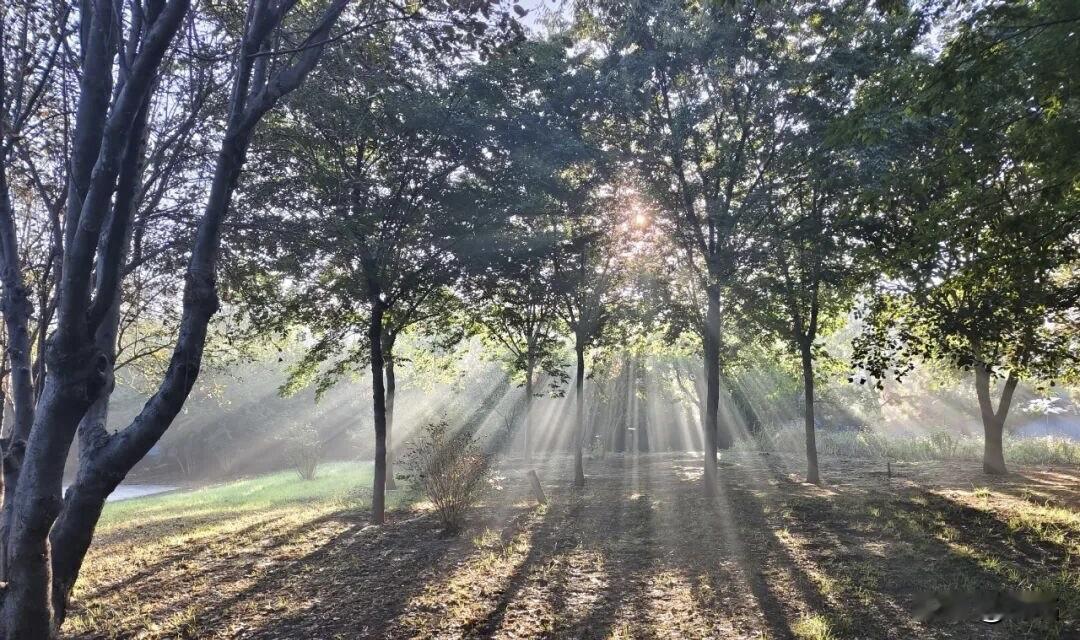 《拾光》
晨雾还未散尽
太阳就急着翻过了林梢
穿过叶缝
穿过雾气

就这样
把一