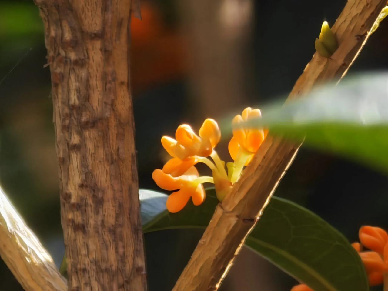 迟来的桂花香，都说八月桂花香，受困于今年过长的炎热，桂花没有如期开放。
迟迟不降