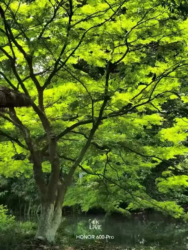 我的拍照好搭子来了