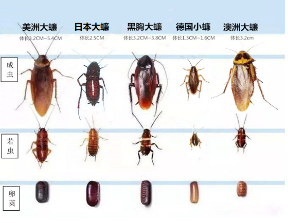 硬核研究所【为什么快递会长出蟑螂？】 蟑螂喜欢选择温暖、潮湿、食物丰富和多缝隙的