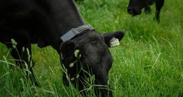 造火箭的辞职去放牛，彼得·蒂尔花20亿美元押注一个AI牛项圈