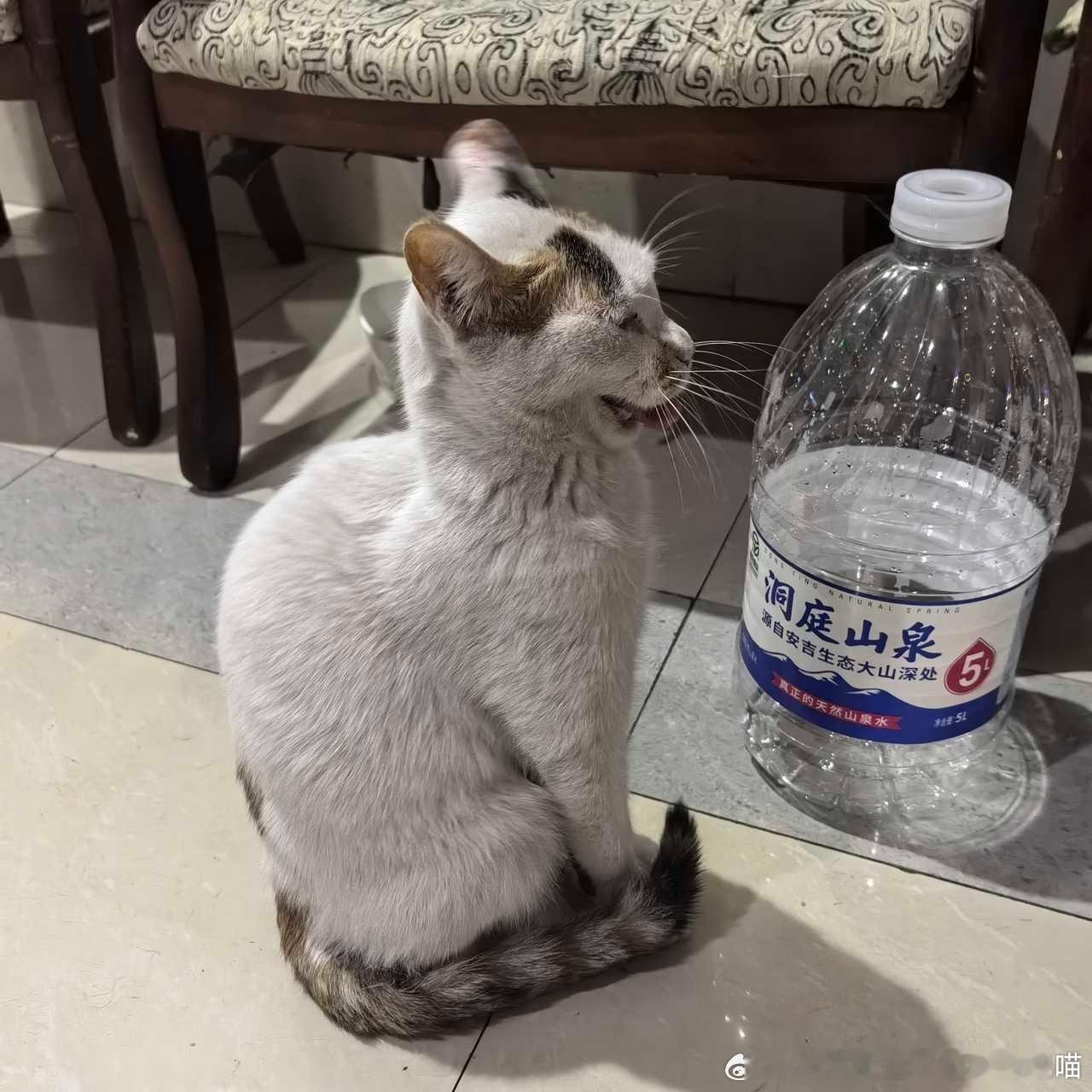 49425【丑猫】打哈欠的史前生物 