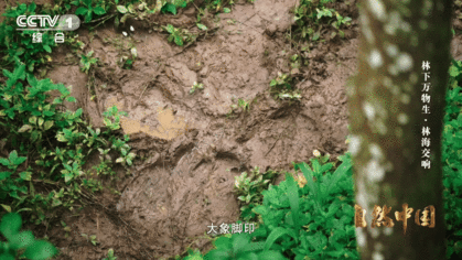 亚洲象头顶有两个聪明包 云南可以在桥上看大象 云南西双版纳超300头亚洲象在此生