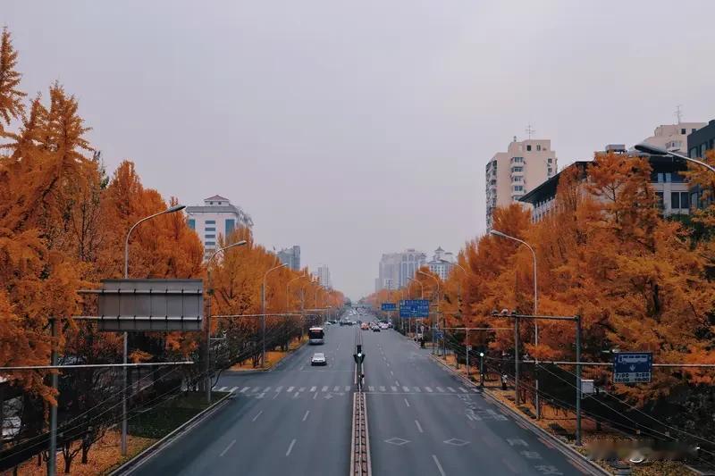 秋天的一件小事 秋天的一件小事
上周六傍晚，我绕着家附近的银杏道溜达，风卷着半黄