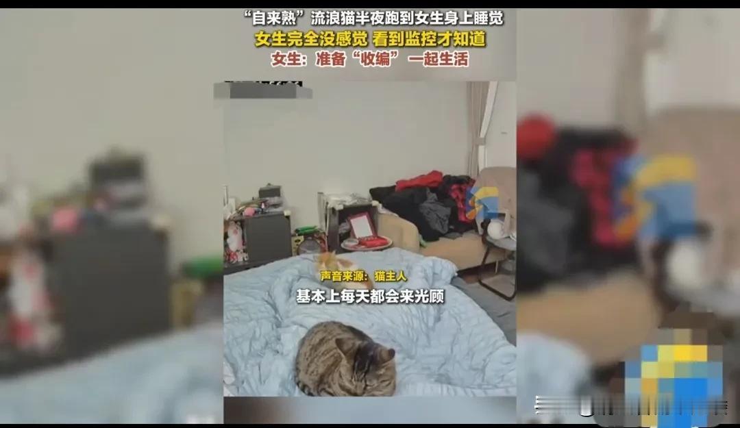 女子家养了猫，为了让宠物猫咪晚上出去上厕所方便，女子一直给猫留着窗户。
一天夜里