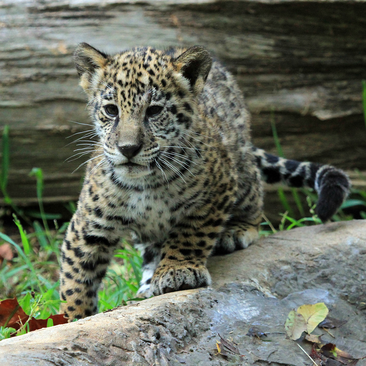 美洲豹 是可爱的圆滚滚小花猪【ins：alexandriazoo】 