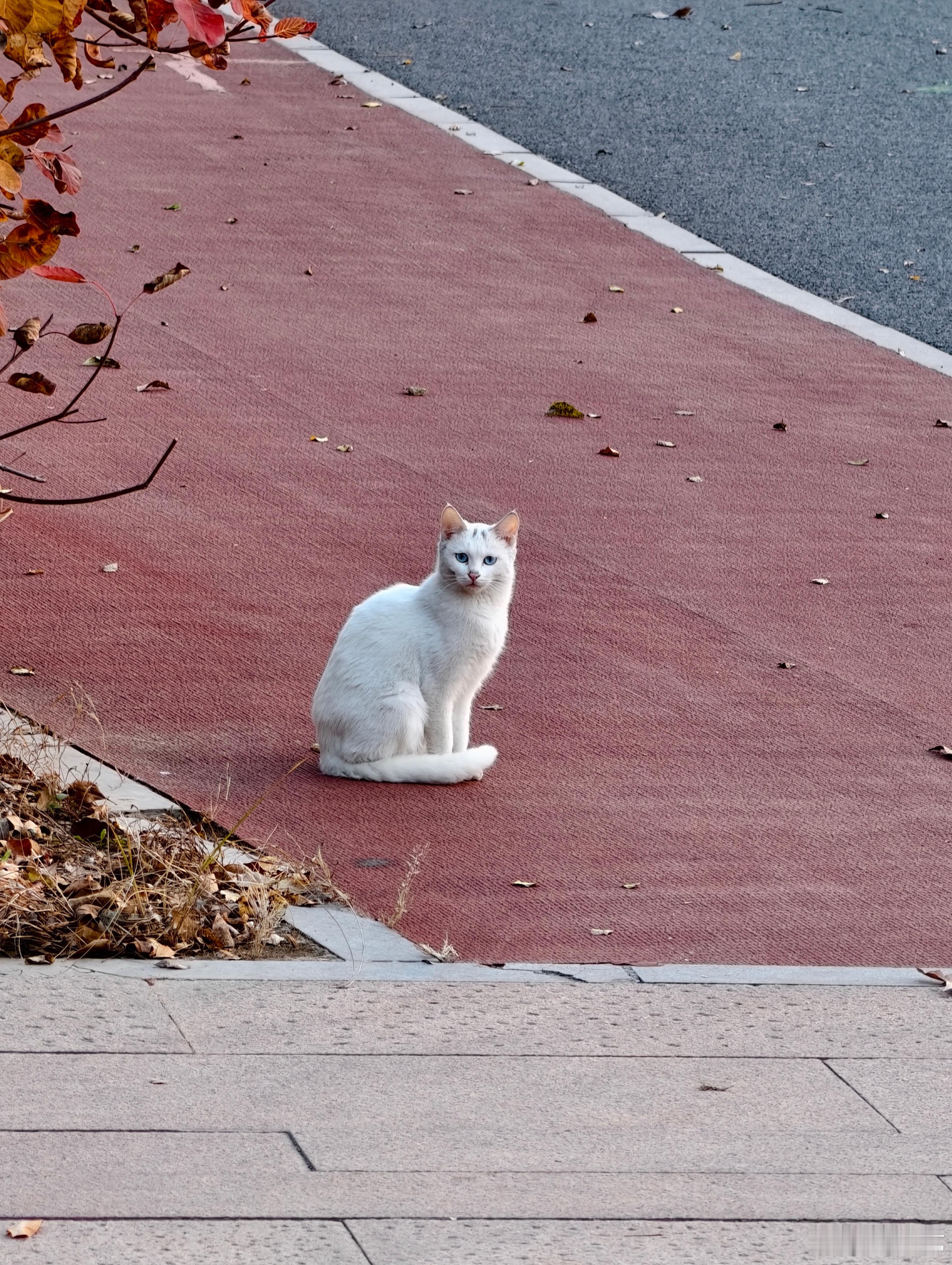 路遇一只猫咪🐱猫咪摄影 ​​​