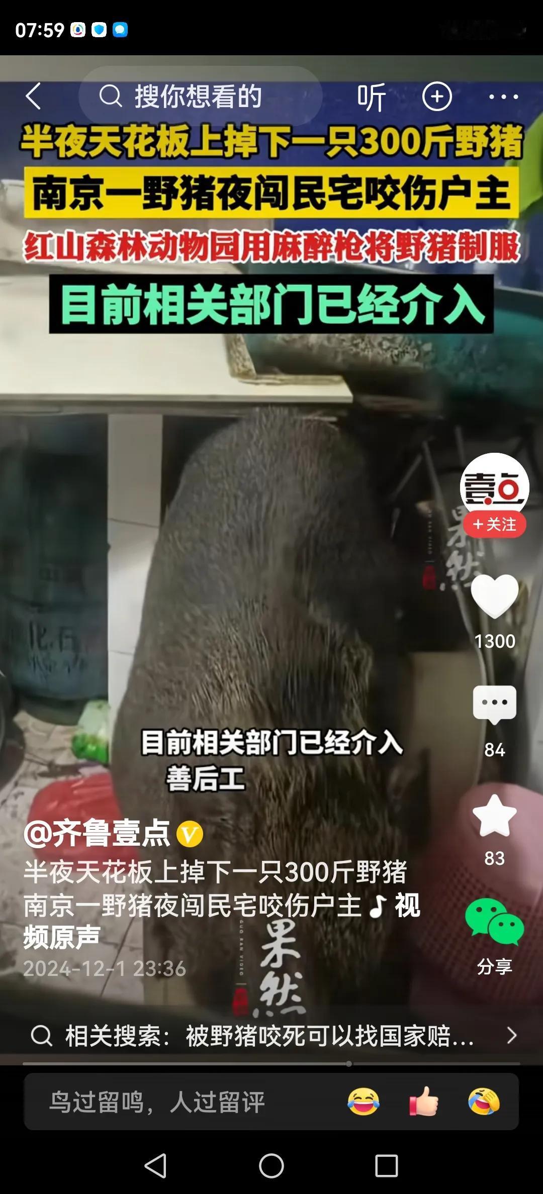 三天不打，上房揭瓦。

媒体报道：大半夜的，一头300斤的野猪天花板上掉到一户民