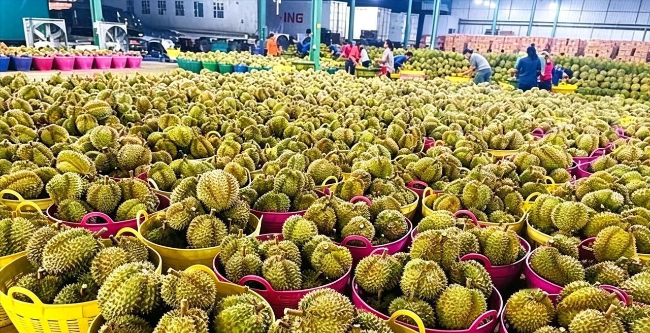 菲律宾4万吨榴莲烂在地里，反倒向中国索赔：谁在说谎？
一边是果农蹲在臭气熏天的榴