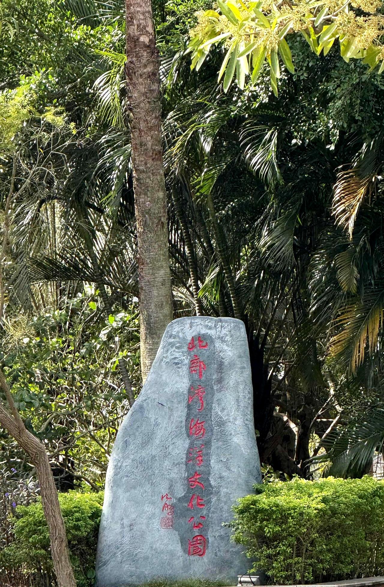 20251129早上好，防城港广西游
 

我站在红树林边大口呼吸着清新的空气，