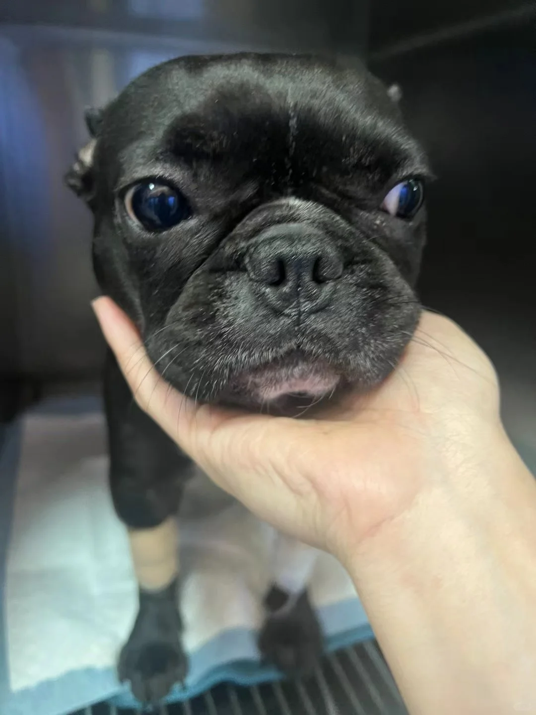 在大型中心宠物医院每天要看多少个诊