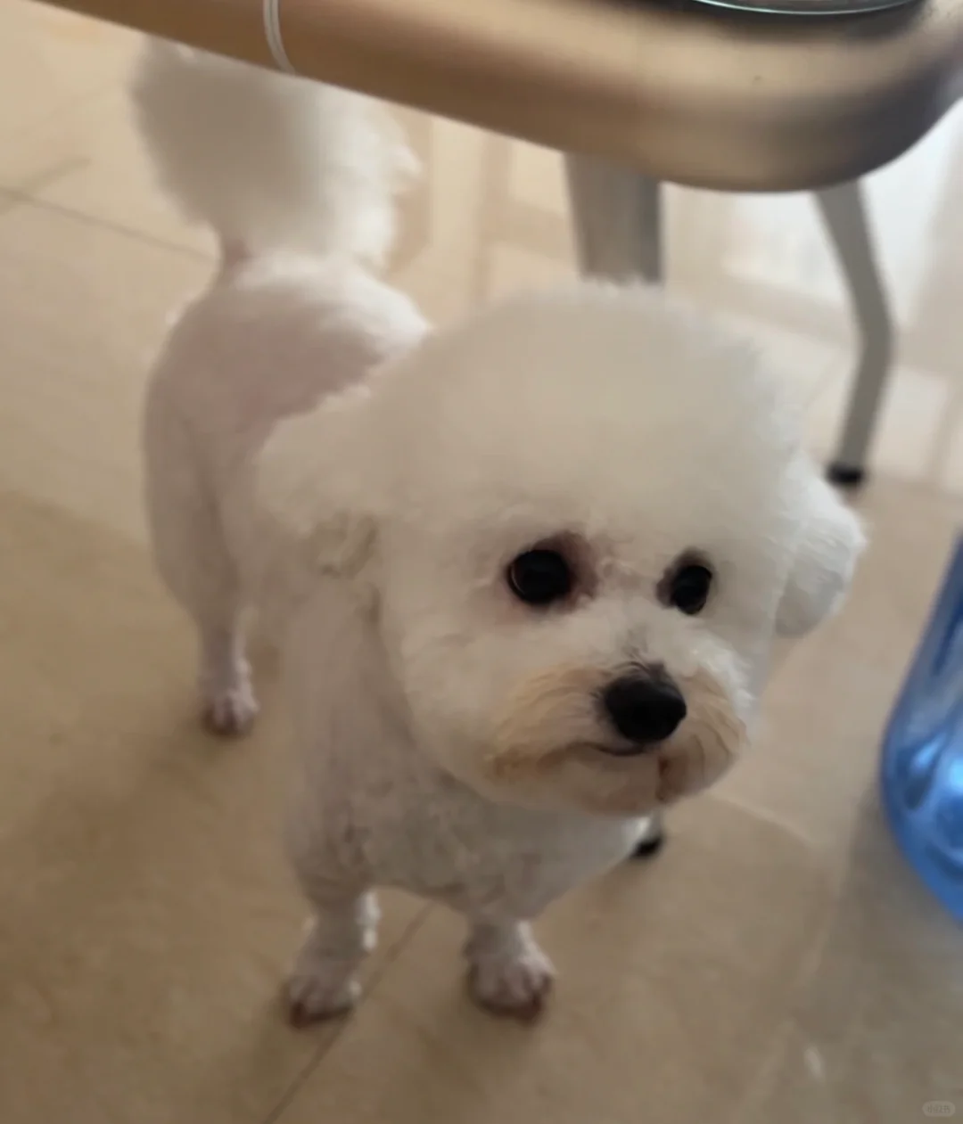 剪完毛毛起码瘦两斤，最后一张剪毛前