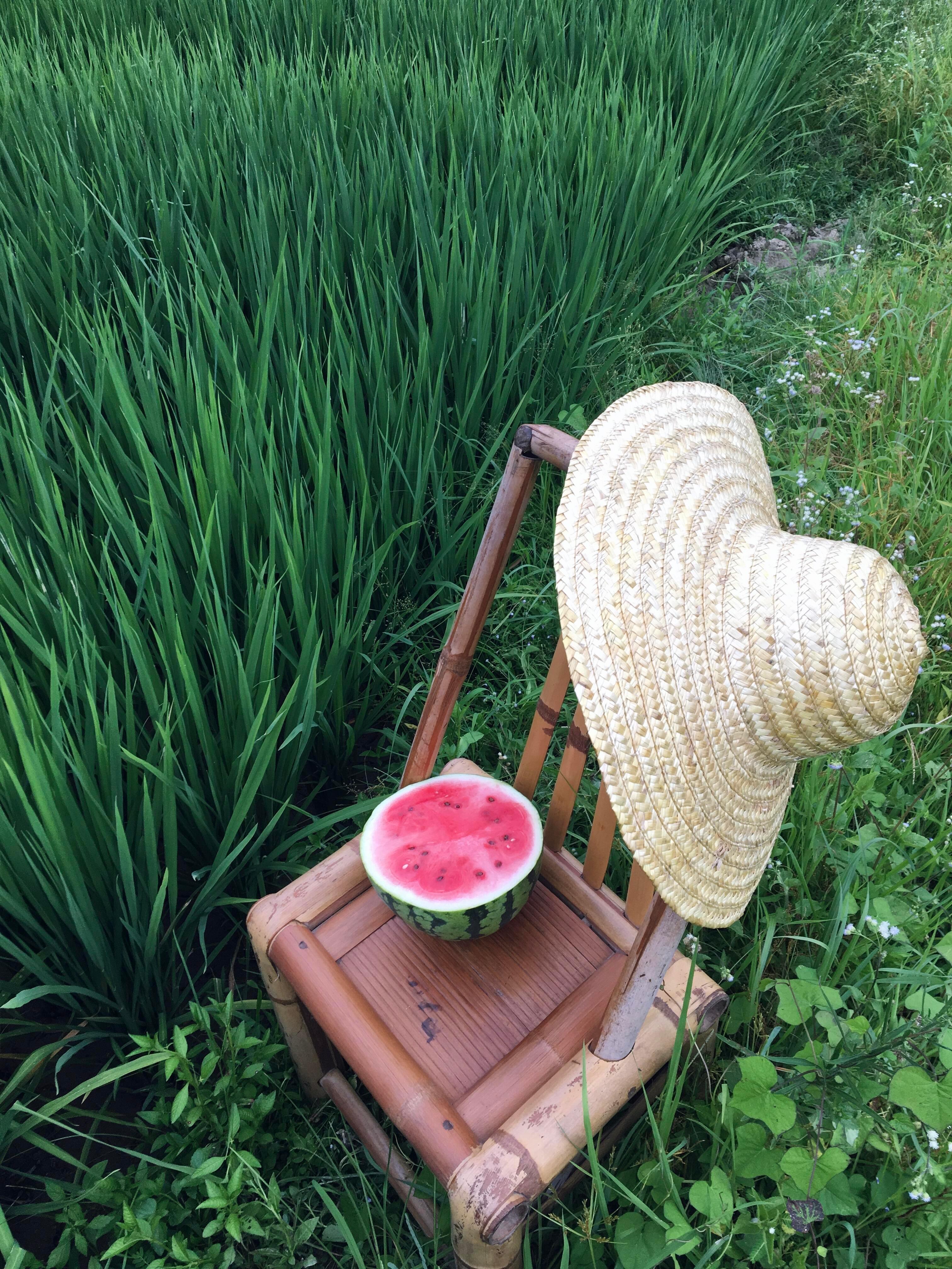 躲进田野,接住一整个夏天的温柔。 