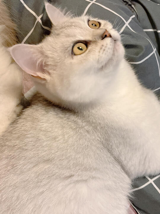 养猫的意义是治愈自己