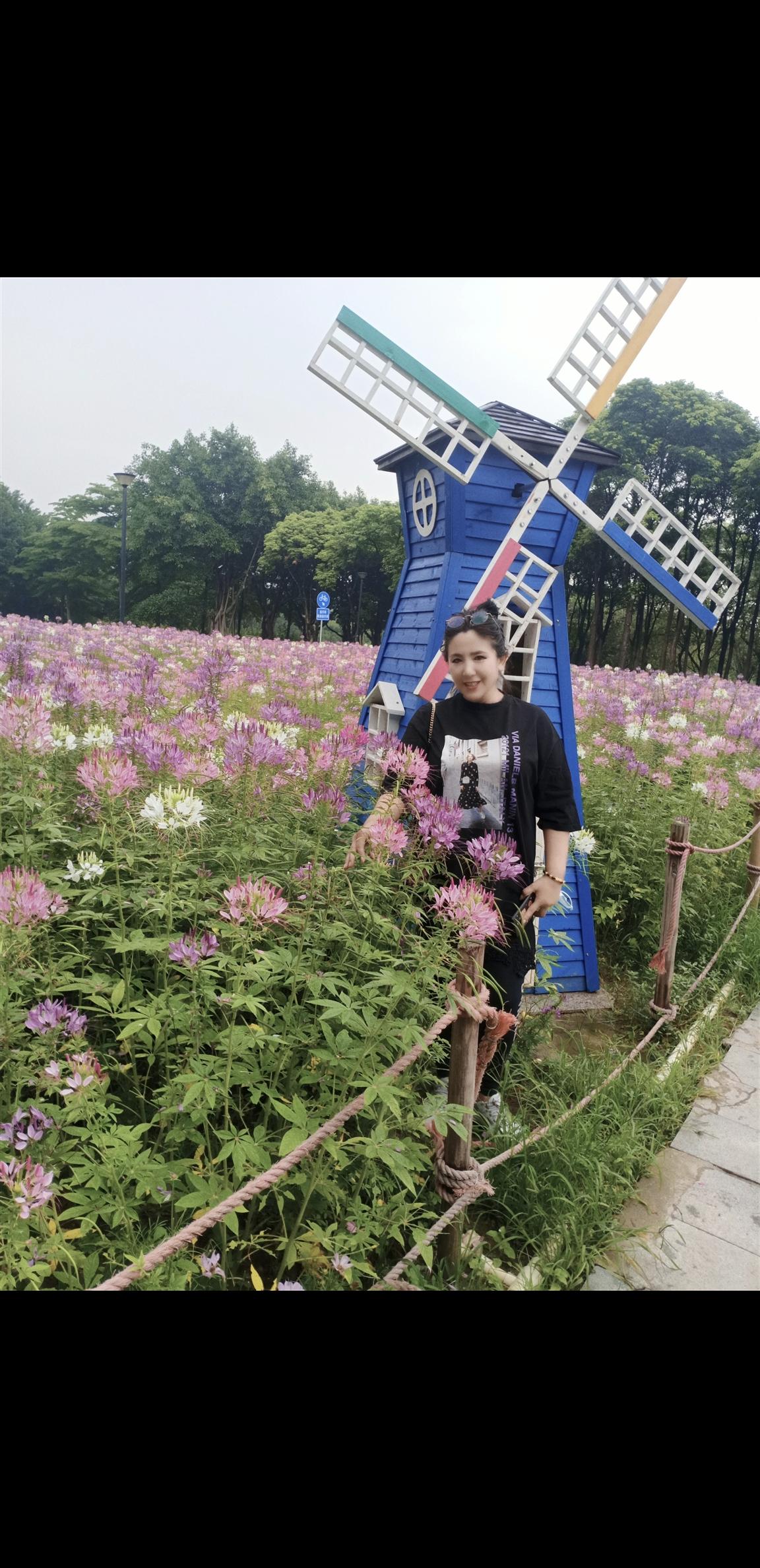 醉蝶花里，慢煮时光
 
风轻云淡步芳茵，
蝶舞花摇紫雾匀。
笑倚晴光春未老，
一