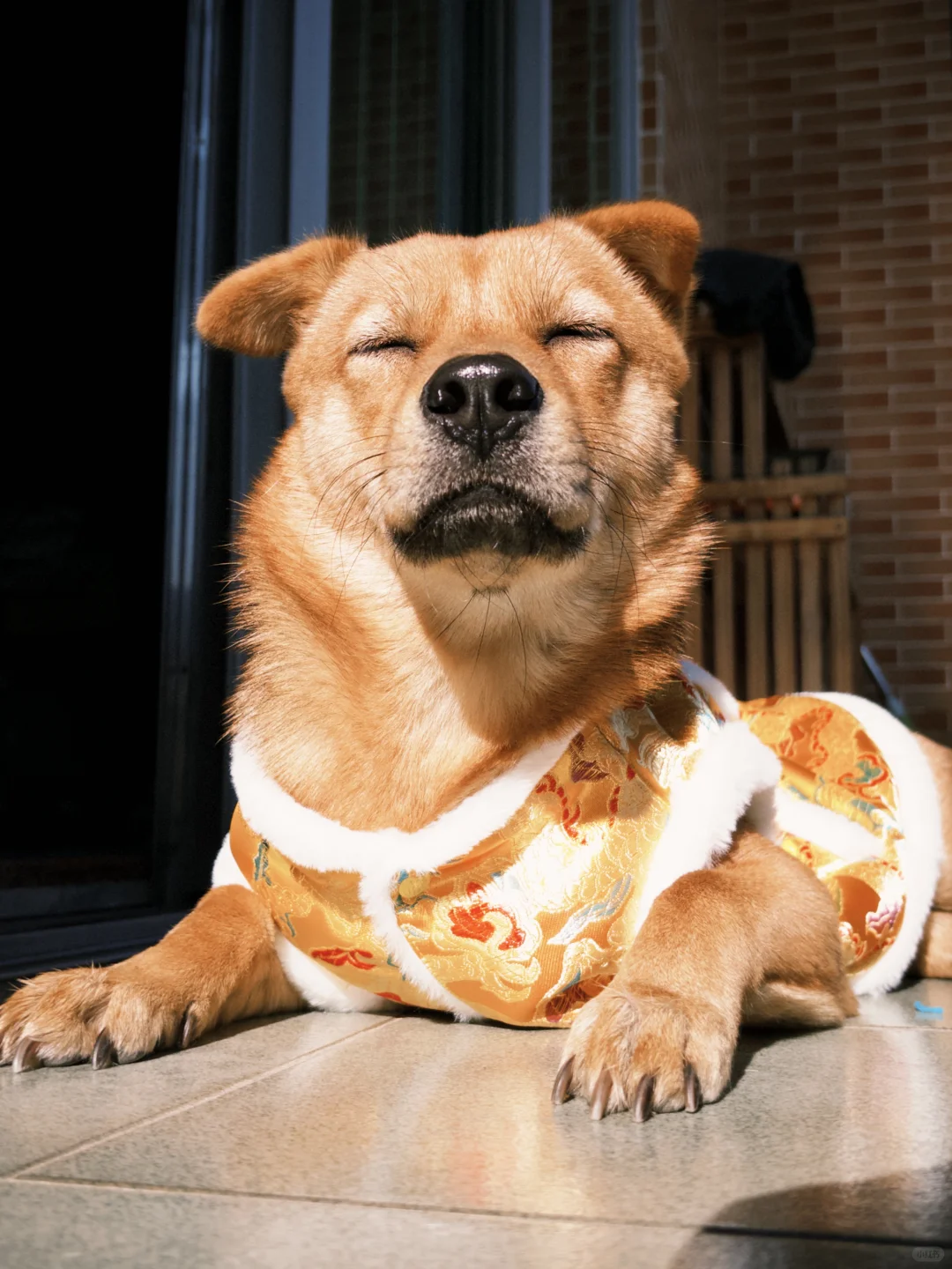 黄狗当然要配龙袍啦！！