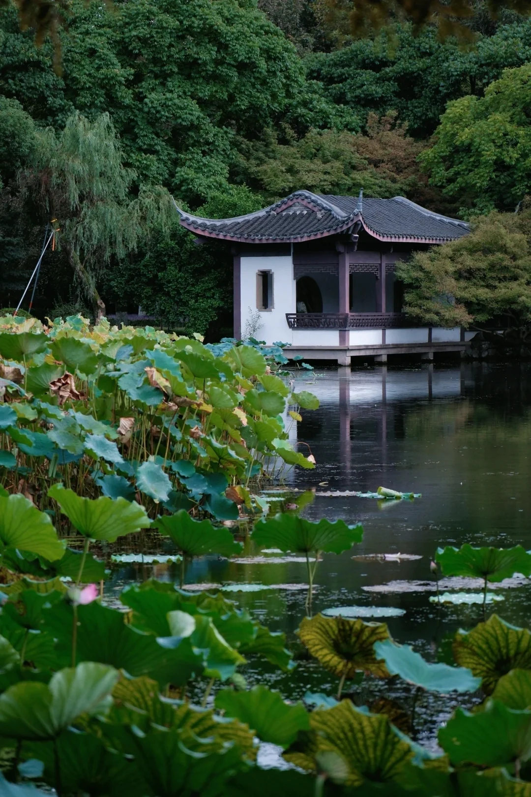 来我家乡玩一天 | 凌晨5点的绝美杭州🍃