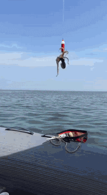 这抓的要是唐僧，孙悟空都来不及救