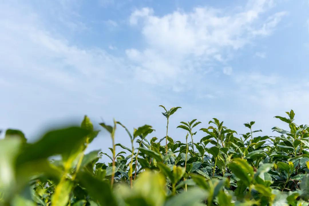 中原的春日浪漫，一半藏在山野，一半藏在烟火，而信阳大别山，直接把春天的色香味全都