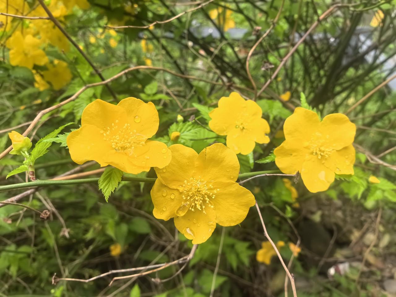 金光闪闪魅力四射棣棠花
 
春风拂过篱边，棣棠花便披一身明黄，悄然点亮人间。它不